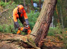 Best Root Management and Removal  in Loxahatchee Groves, FL