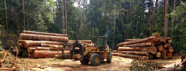 How Our Tree Care Process Works  in  Loxahatchee Groves, FL