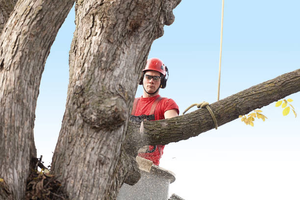 Leaf Removal in Loxahatchee Groves, FL